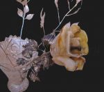Янтарная роза с серебряным стеблем в подарочной упаковке